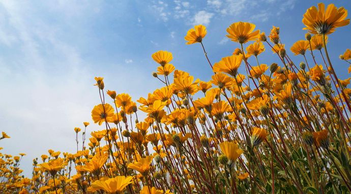 Dziki sezon w Ameryce