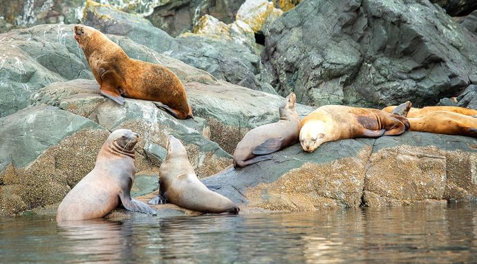 Ratowanie dzikiego Pacyfiku