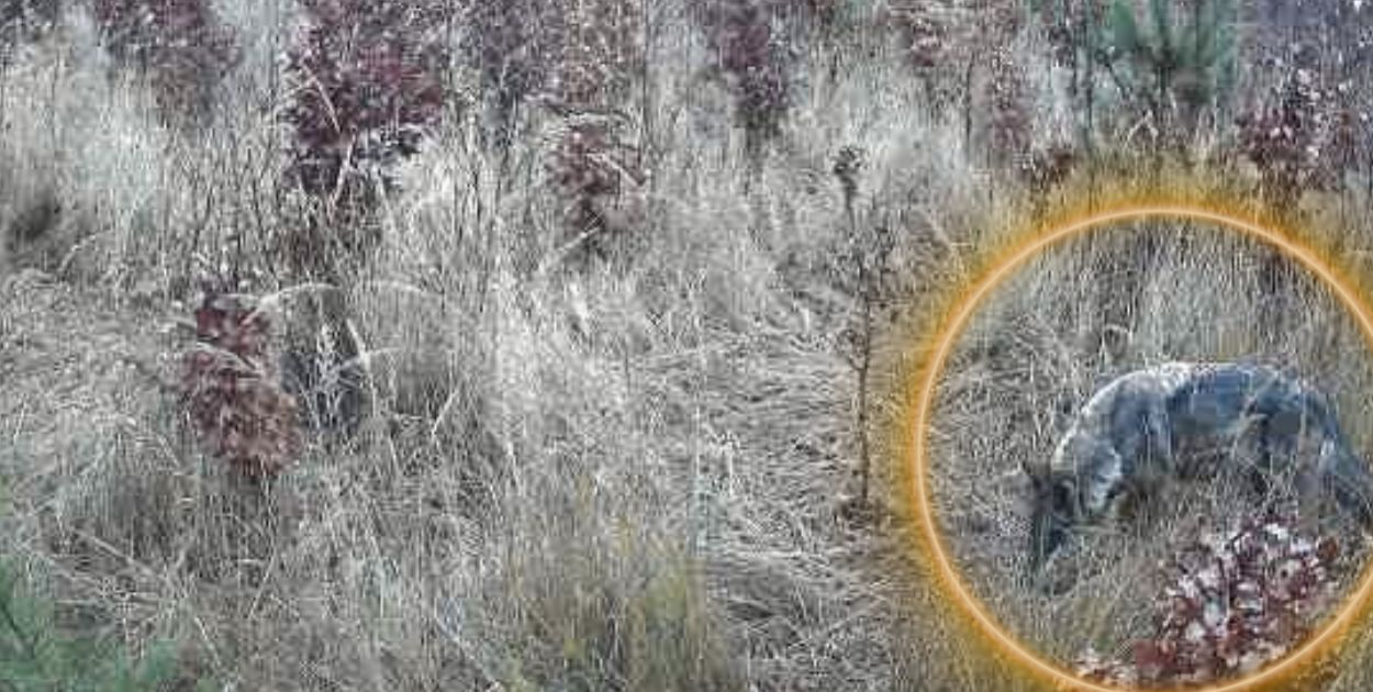 Wielgolas: Wilk uchwycony przez leśną kamerę