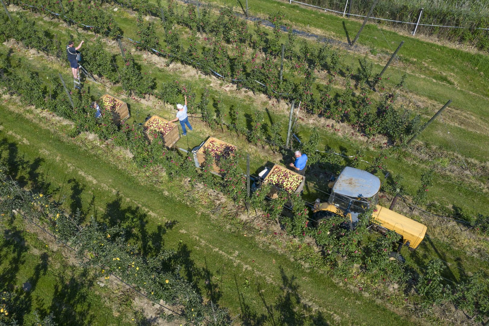 Niemcy bezradnie rozkładają ręce. Produkt z Polski ich dobija