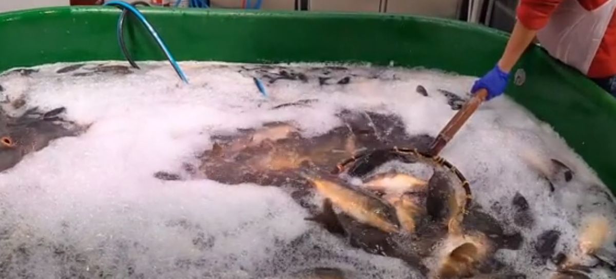 Starsi Polscy nie chcą już zabijać karpi, za to młodsi aż się do tego rwą. Ofiarą tradycji stanie się 8,5 mln ryb