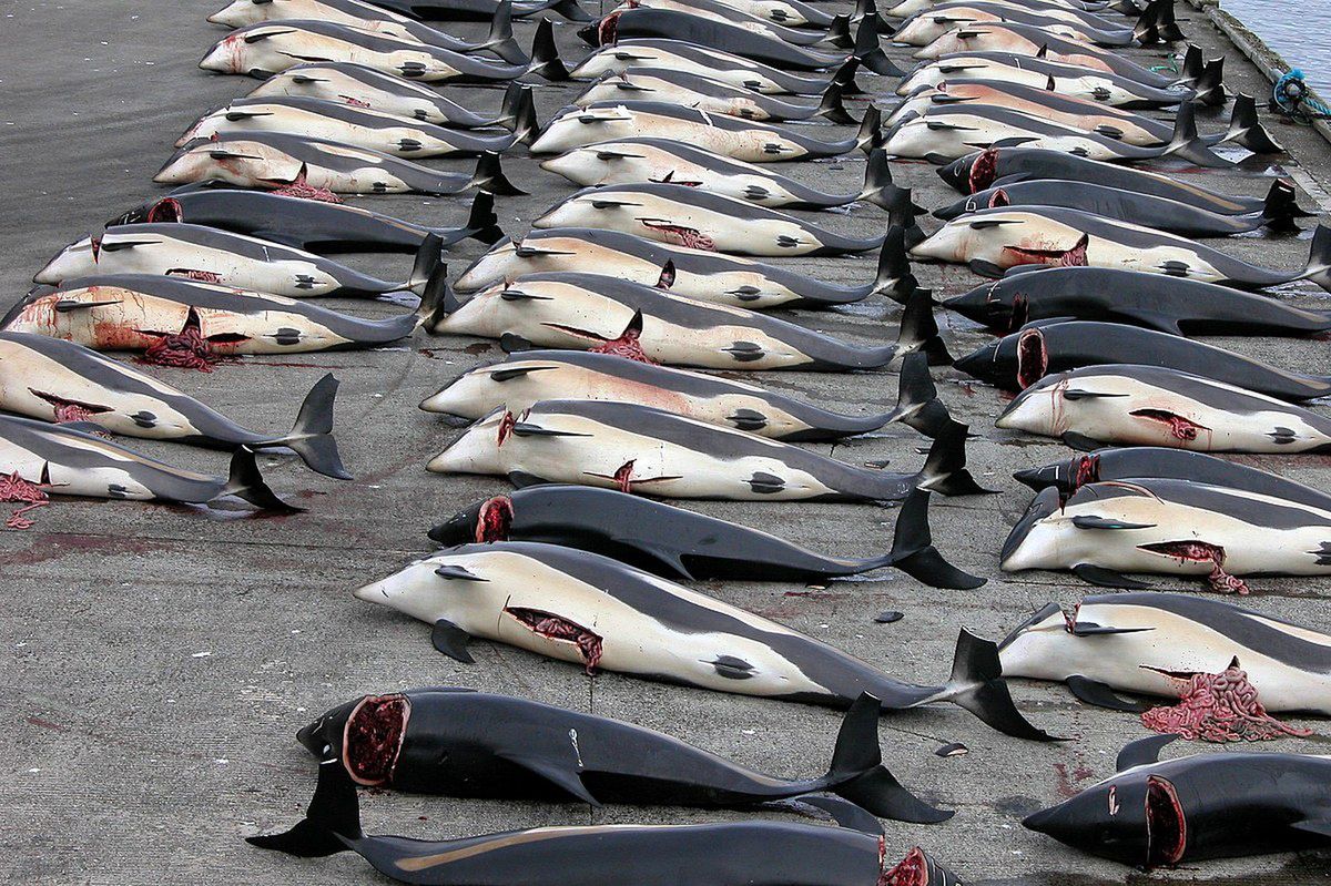Delfiny zabite podczas Grindadráp w 2006 roku
