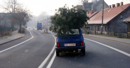 Jak bezpiecznie i zgodnie z prawem przewieźć choinkę? Lepiej wiedzieć, niż zapłacić mandat