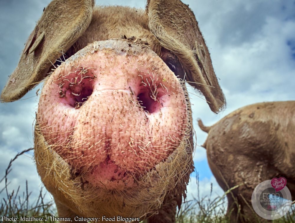 Najlepsze zdjęcia kulinarne 2016 roku w konkursie Pink Lady Food Photographer of the Year 21