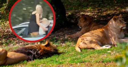Nagrali polskich rodziców na czeskim safari. "Aż się prosi o tragedię"