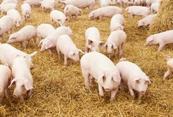 Protesty przeciwko "fabryce świń" w niemieckim zagłębiu bezrobocia