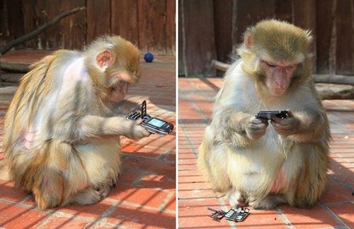 Nigdy nie dawaj małpie telefonu 1