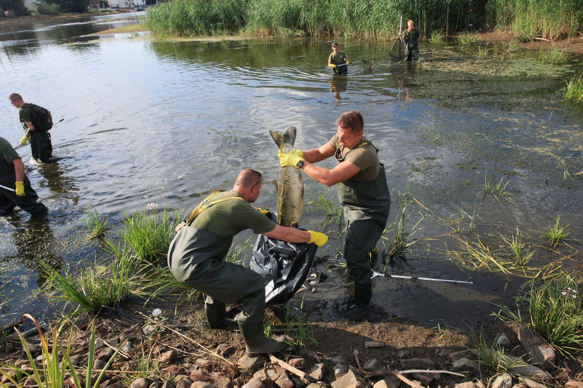 Słubice, 12.08.2022. Żołnierze i strażacy usuwają martwe ryby z Odry