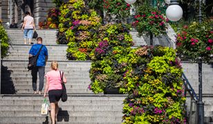 Bielsko-Biała liczy na tytuł najbardziej ukwieconego miasta w Polsce