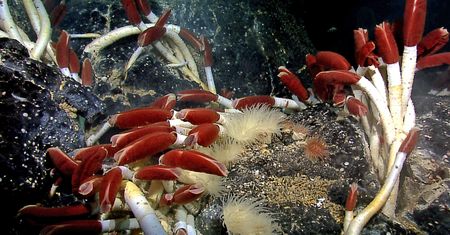 Życie pod dnem oceanów. Niezwykłe odkrycie w głębinach