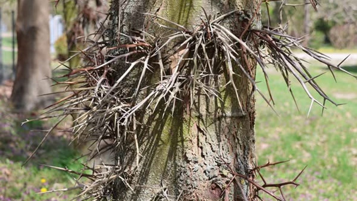  Drzewko na pniu opatrzone jest pękami ostrych cierni 