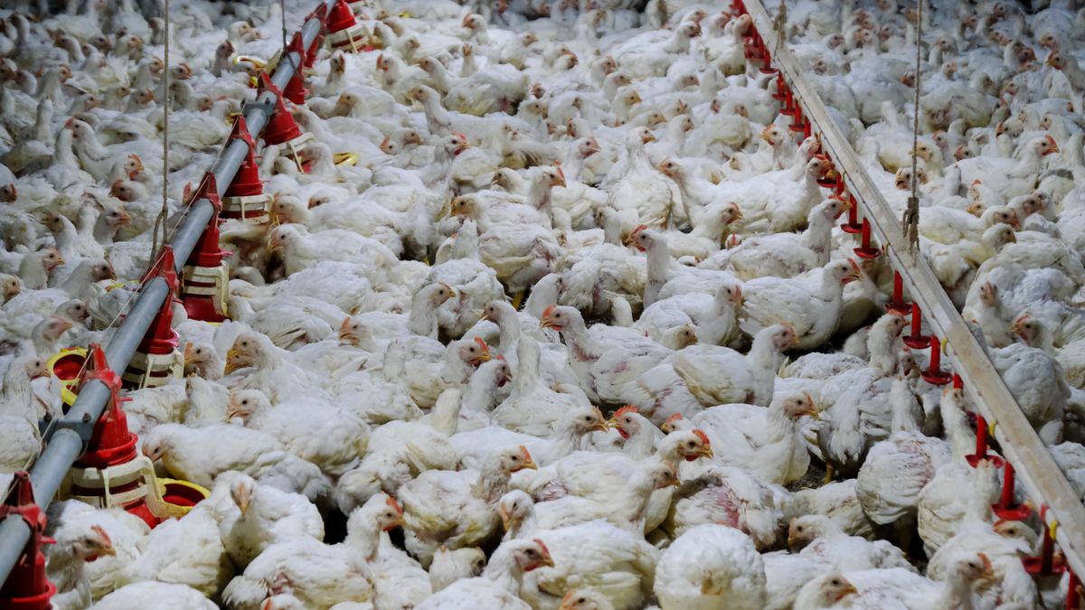 Chickens inside a poultry farm in Sungai Panjang, Selangor, Malaysia, on Wednesday, May 25, 2022. Malaysia will halt exports of 3.6 million chickens a month from June 1, and investigate allegations of cartel pricing, Prime Minister Ismail Sabri Yaakob said Monday. The move is likely to hit Singapore, which sources a third of its supply from Malaysia, as well as in Thailand, Brunei, Japan and Hong Kong.  Photographer: Samsul Said/Bloomberg via Getty Images