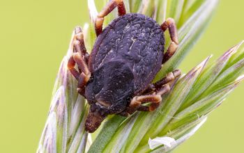 Przenoszą je ptaki migrujące. Leśnicy o nietypowych kleszczach w Polsce