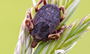 Przenoszą je ptaki migrujące. Leśnicy o nietypowych kleszczach w Polsce