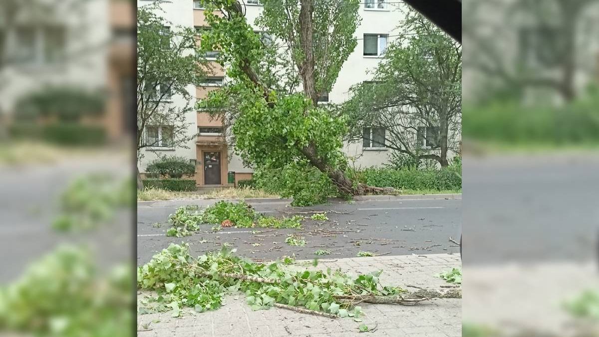 Drzewo zawisło na drutach trakcji trolejbusowej na ul. Męczenników Majdanka