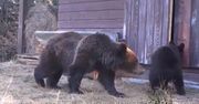 Leśni włamywacze. Niedźwiedzie w czasach kwarantanny