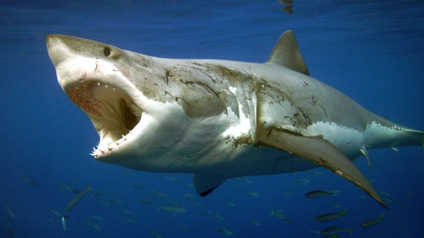 Elektrody-niewidki uratują przed rekinami 1