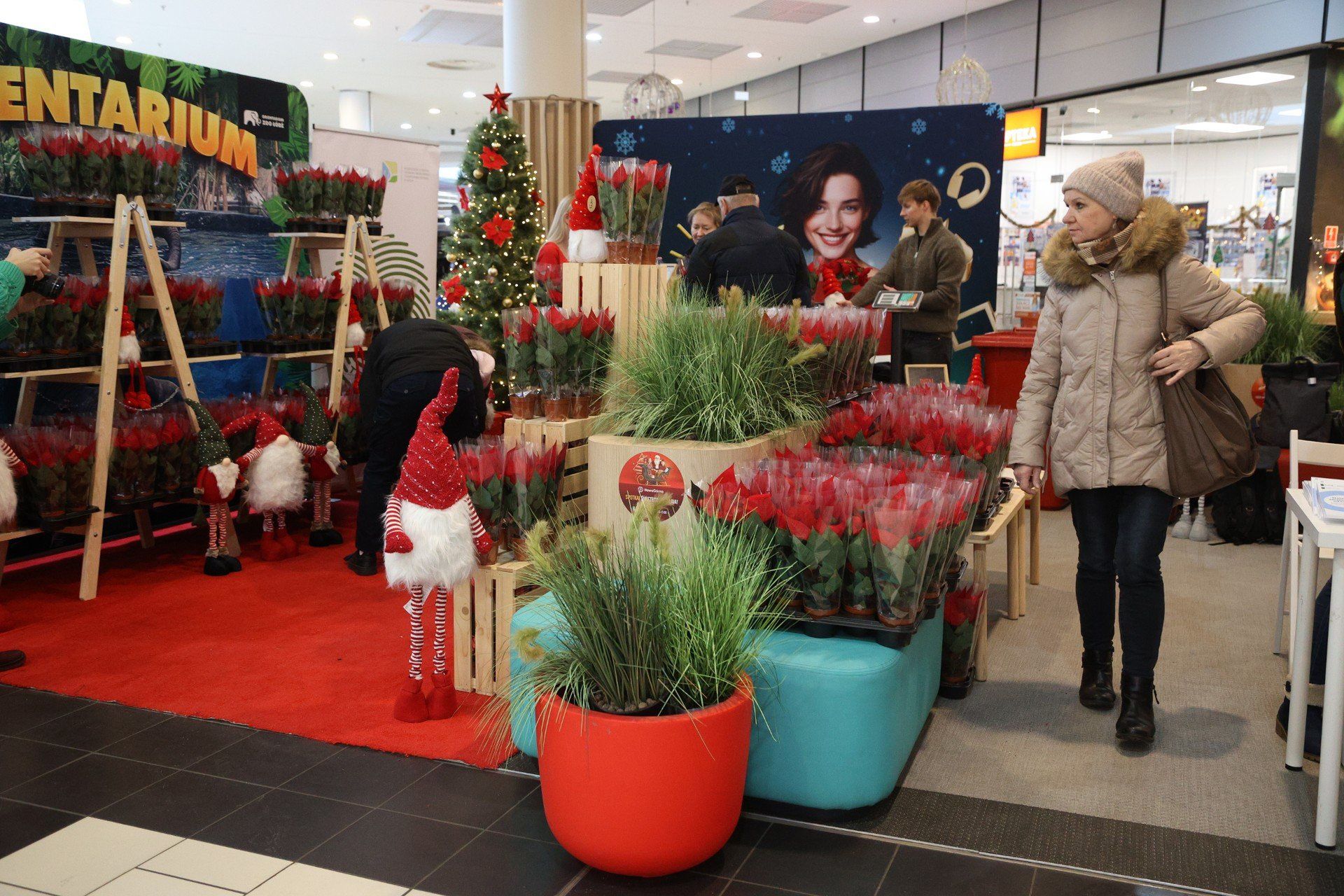 Wystarczy oddać 3kg elektrośmieci by dostać gwiazdę betlejemską.