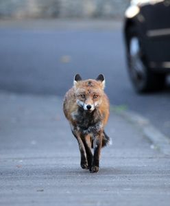 Lis przegryzł kabel we Włoszech. Pięć tys. ludzi bez internetu