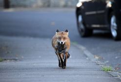 Lis przegryzł kabel we Włoszech. Pięć tys. ludzi bez internetu