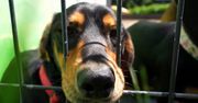 Schronisko dla zwierząt w Płocku muzycznie zachęca do adopcji!