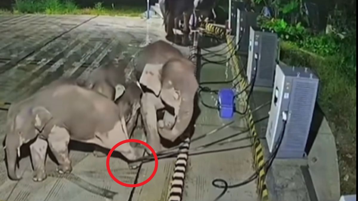 Mały słoń zaplątał się w kabel