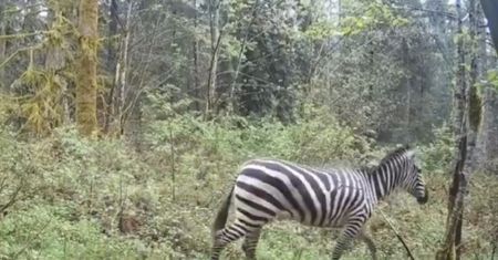 Nie do wiary! Zebra uciekła z transportu