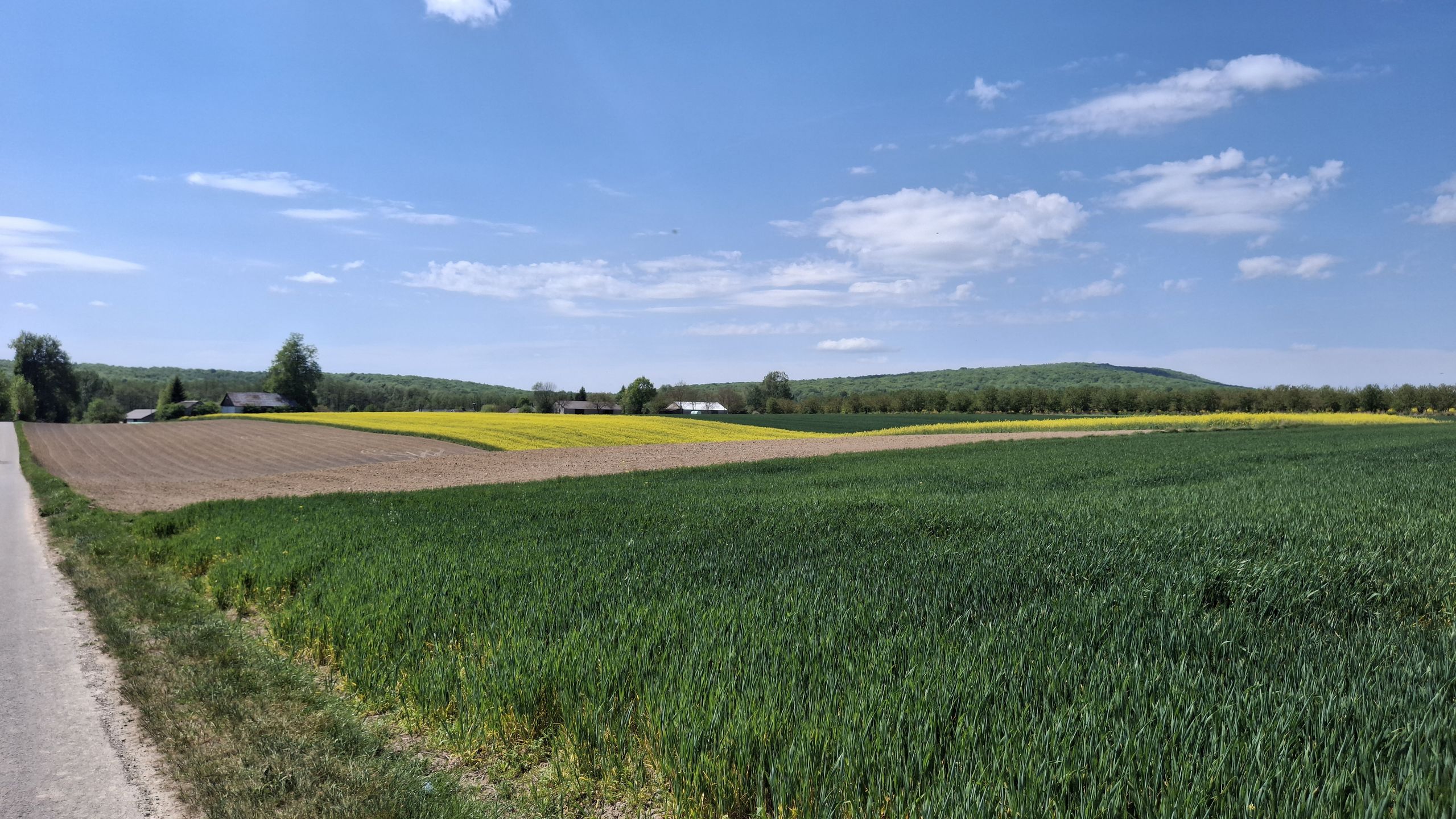 Bukowiany