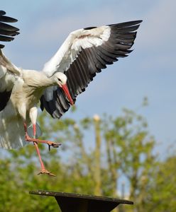 Ruszyły "sejmiki". Bociany pośpieszyły się z odlotem. Dlaczego?