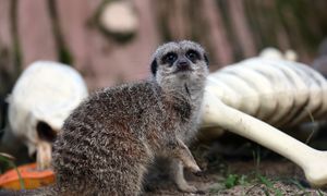 "Masz exa"? Orientarium ZOO Łódź oferuje nietypową formę terapii