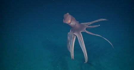 Na dnie oceanu dostrzegli wielkie stworzenie. Niezwykłe spotkanie