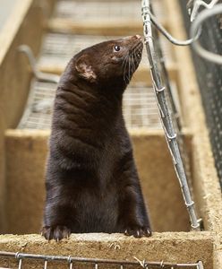 Ma wybić wszystkie swoje norki. W sumie 37 tysięcy. Skończy się w sądzie?