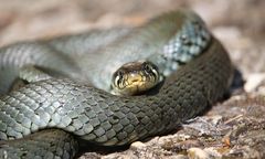 Strajk lekarzy w Nigerii. Plaga węży w szpitalach