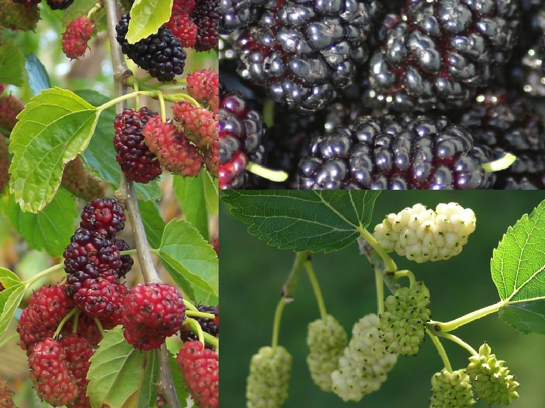 Mulberry: The overlooked superfood growing wild