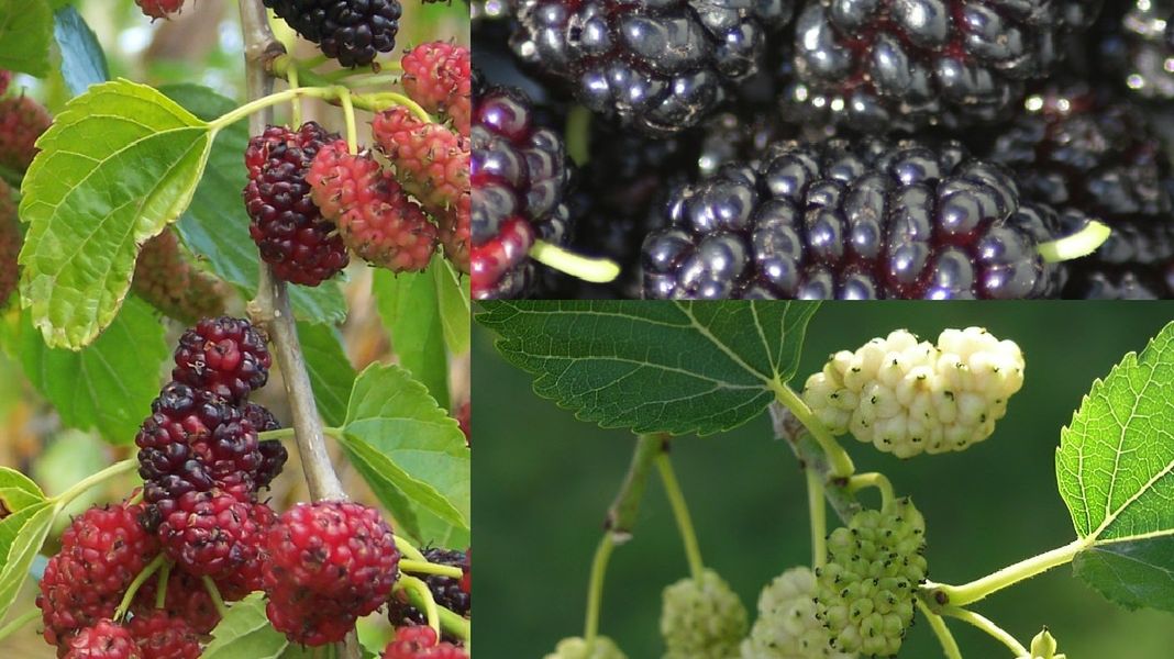 Owoce morwy są bogate we właściwości odżywcze