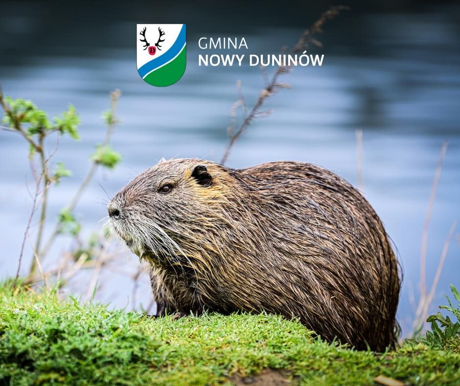 Gmina rezygnuje z odstrzału bobrów
