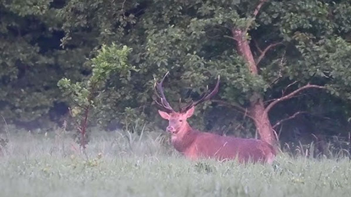 Jeleń terroryzuje turystów. Zdj. ilustracyjne 