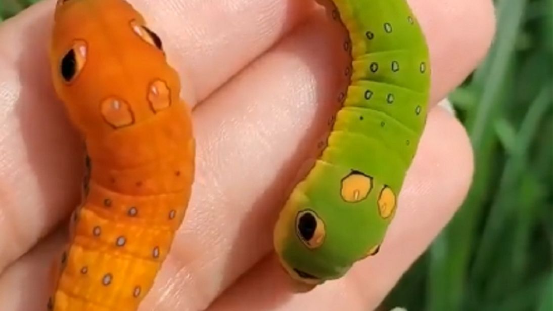 Niezwykłe gąsienice pokazało łódzkie zoo.