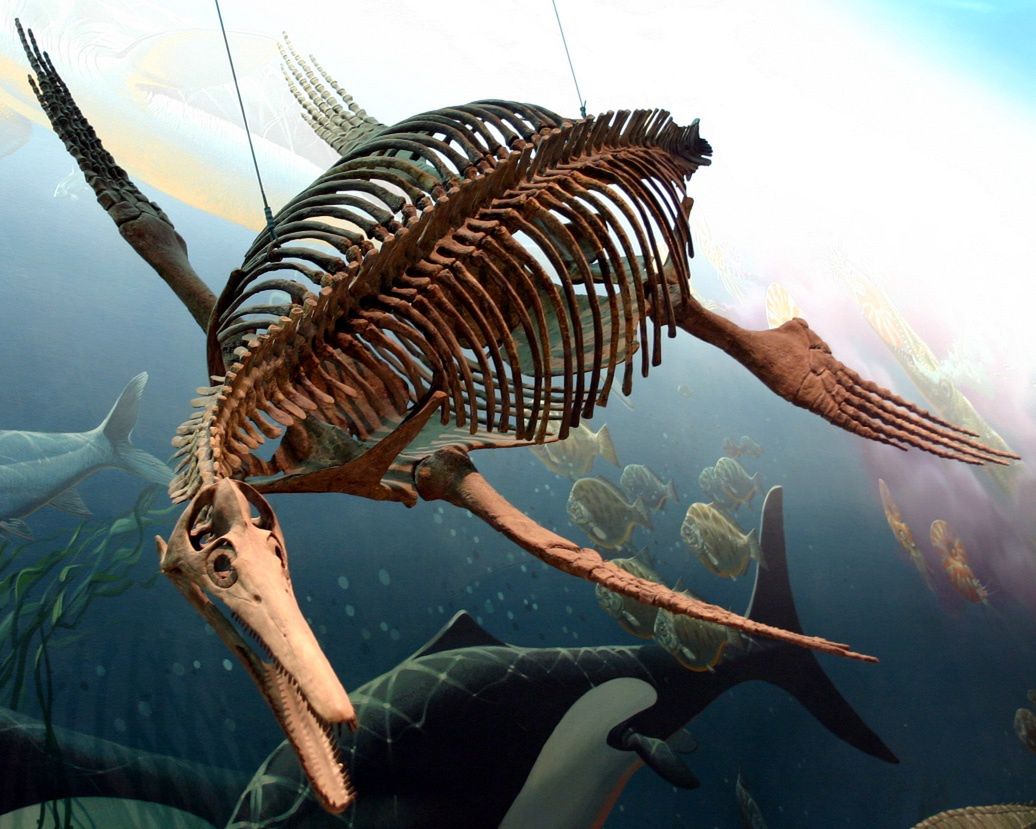 Szkielet Dolichorhynchopsa z rodziny plezjozaurów 