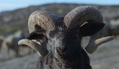 Zuchwały baranek w globalnej reklamie nowego SUV-a Volkswagena (wideo)