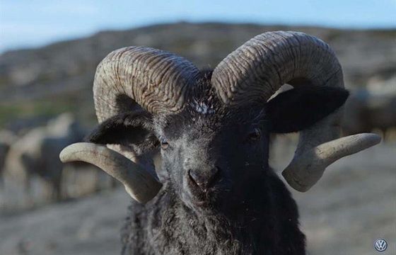 Zuchwały baranek w globalnej reklamie nowego SUV-a Volkswagena (wideo)