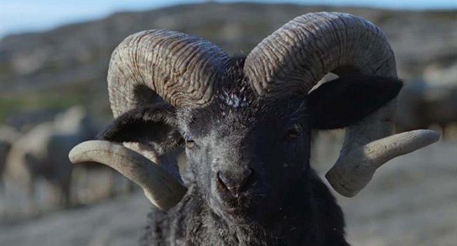 Zuchwały baranek w globalnej reklamie nowego SUV-a Volkswagena (wideo)