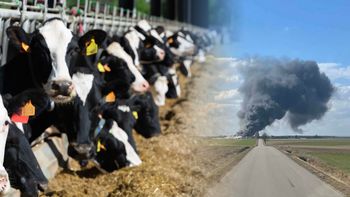 W 20 minut stracił stado krów. Rolnik: chciałem się poddać