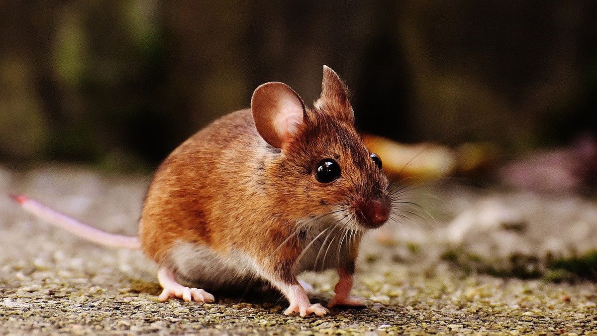 Naukowcy potwierdzili obecność u człowieka tulawirusa występującego dotychczas głównie u myszy