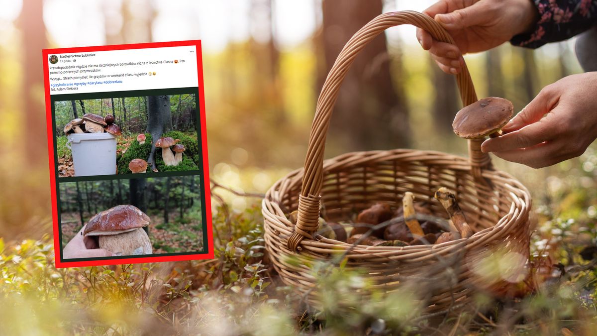 Pokazali wyjątkowe migawki z lasu