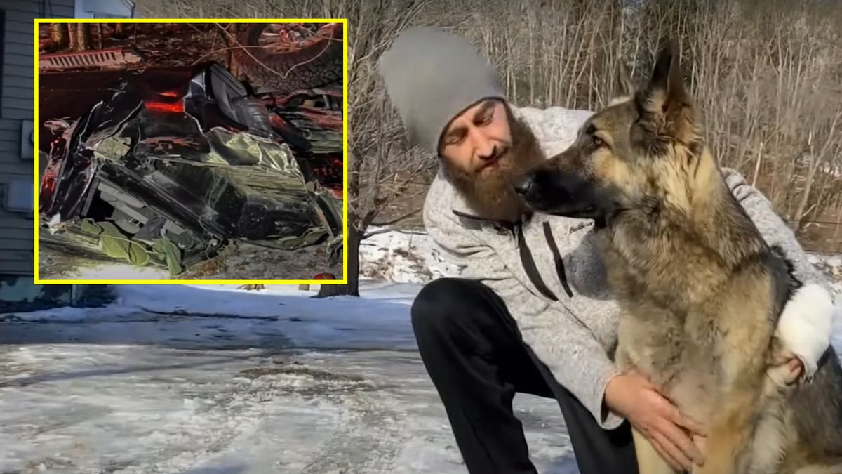 Pies uratował swojego pana 