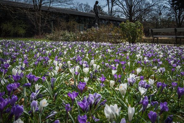 Warszawa. Kwiaty zakwitną w parkach i przy ulicach