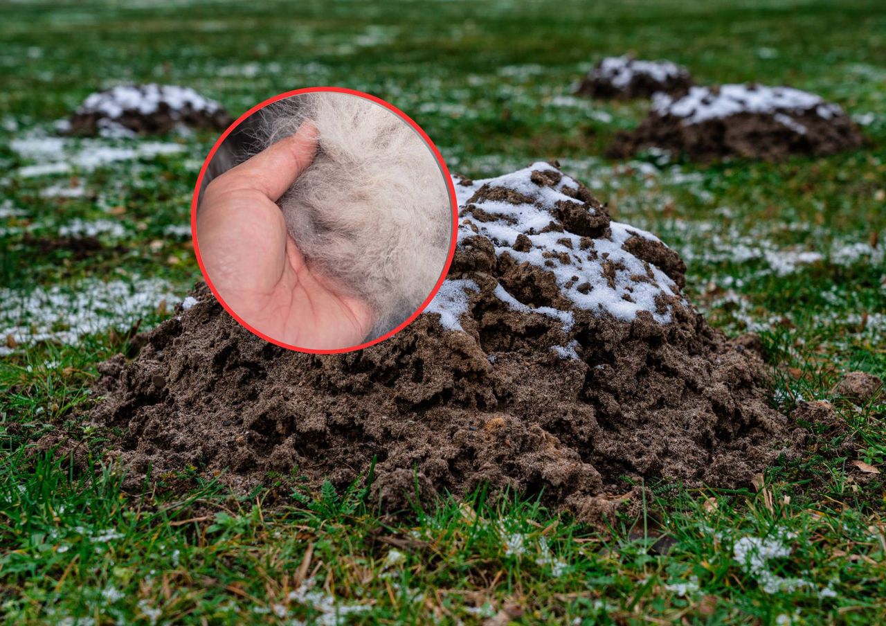 Zgnieć w kulkę i wrzuć do kopca. Krety uciekną co do jednego