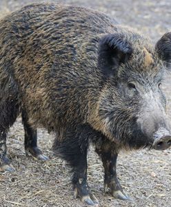 Dania obawia się ASF. Odstrzelono ostatniego dzika