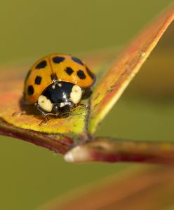 Biedronki azjatyckie pojawiają się w domach. Mogą być groźne dla zdrowia